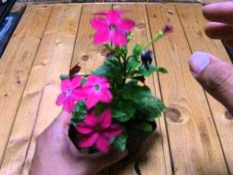 ニコチアナ・オブツシフォリアについて詳しく解説