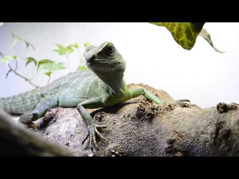 Agama vodná čínska (Physignathus cocincinus) — prirodzený biotop a habitat
