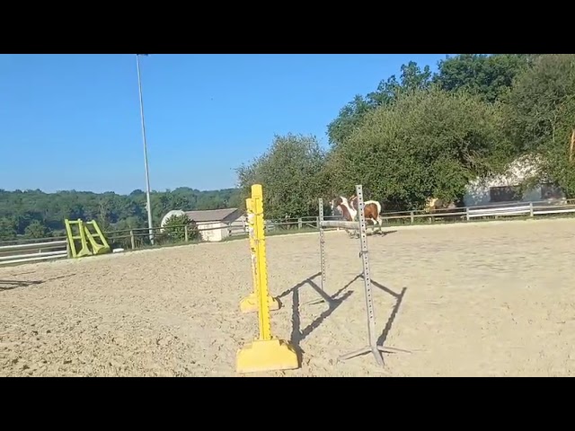 Cheval de sport - Hongre de 9 ans
