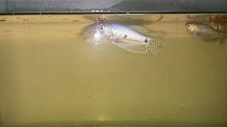 Download lagu I feel extremely tired, my dear friends around the world. I apologize to you all.💔😩😔😢😭 mp3