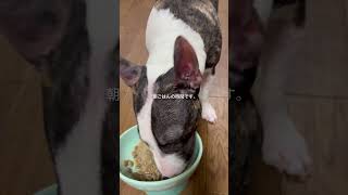 2026.4.1朝ごはん#ブルテリア#bullterrier#犬#犬との暮らし#愛犬#dog#可愛い#わんこ#お散歩#family#パピー #仔犬