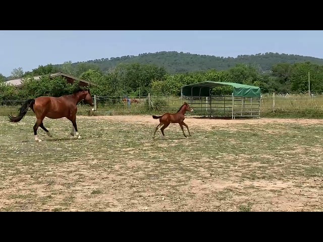 Chic mâle Itoki de Riverland x For pleasure