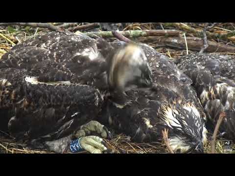 ~ Mokre od deszczu , ale piękne - Młode Rybołowy ~ Dyfi Osprey Project (Wales)  11/07/2019