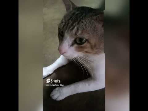 dancing charu 🤩😍