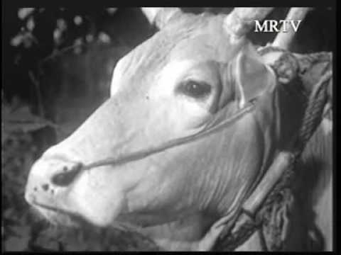 Bal thu pyaing lo hla par tot naing