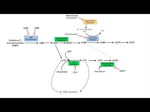 Pyrimidine Synthesis and Salvage Pathway