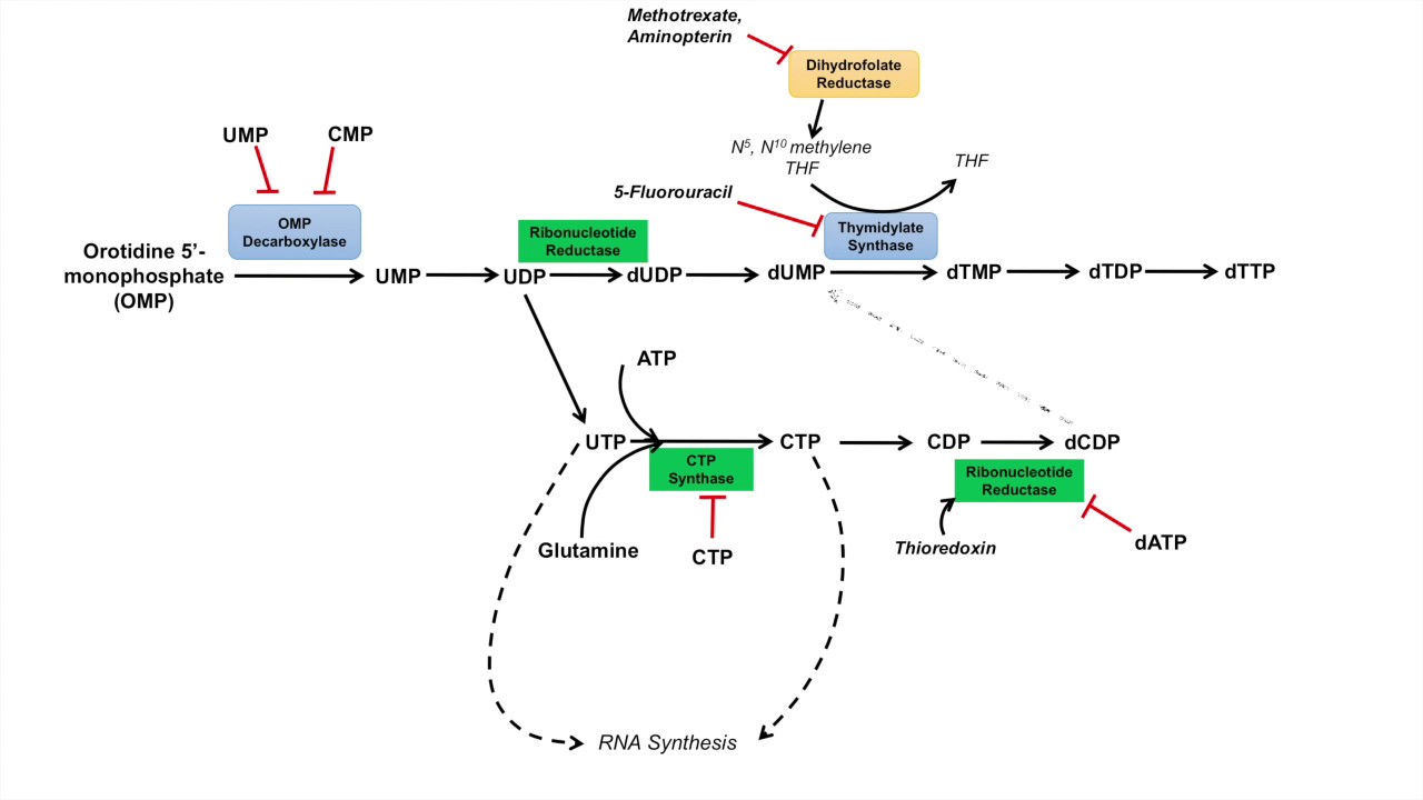 Pyrimidine Synthesis and Salvage Pathway