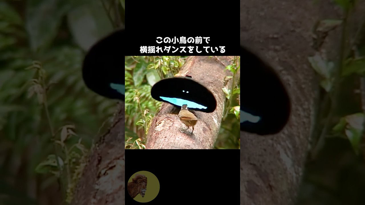 モテに全振りした世界一黒い鳥🐦‍⬛ #動物 #雑学 #豆知識 #カタカケフウチョウ