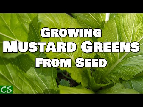 How to Grow Mustard Greens From Seed