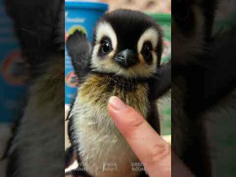 Watch adorable dogs & cats in funny antics! A must-watch for all animal lovers! 🐶🐱💕