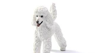 schleich poodle
