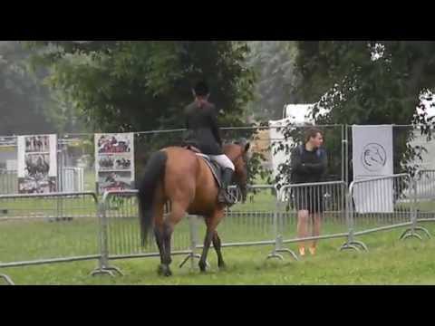 KONJI VRANI, Beograadski manifest 2015. Snimio V. Mijatovic