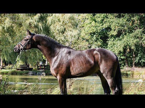 Trakehner Siegerhengst Impact (Millennium x Vivus)