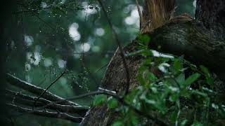 Download lagu Story WA 1 Menit, Bayar Hutang mp3