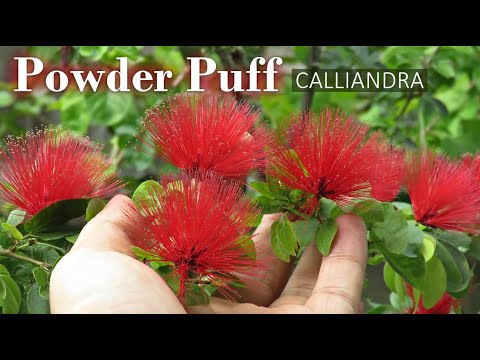 Powder Puff Plant Care | Calliandra Plant | Grow Powder Puff Flower in Container.