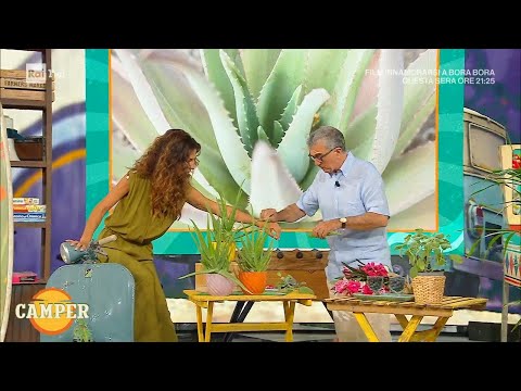 Aloe e piante pericolose - Camper 26/07/2022