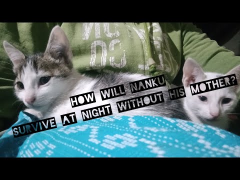 Manguchi gayi nanku ko chhod kar| now what will happen|