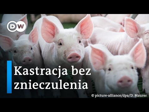 Kastracja bez znieczulenia. Protest aktywistów