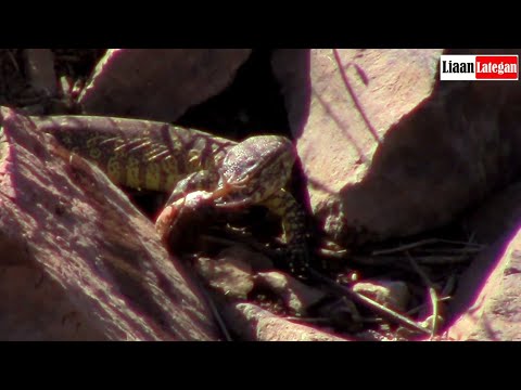 WATER MONITOR'S MEAL FIGHTS BACK