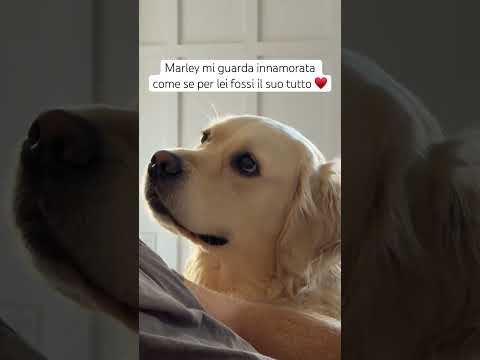 Marley un cane fantastico ♥️ #cane #cucciolo #cani #goldenretriever #legame #relazione
