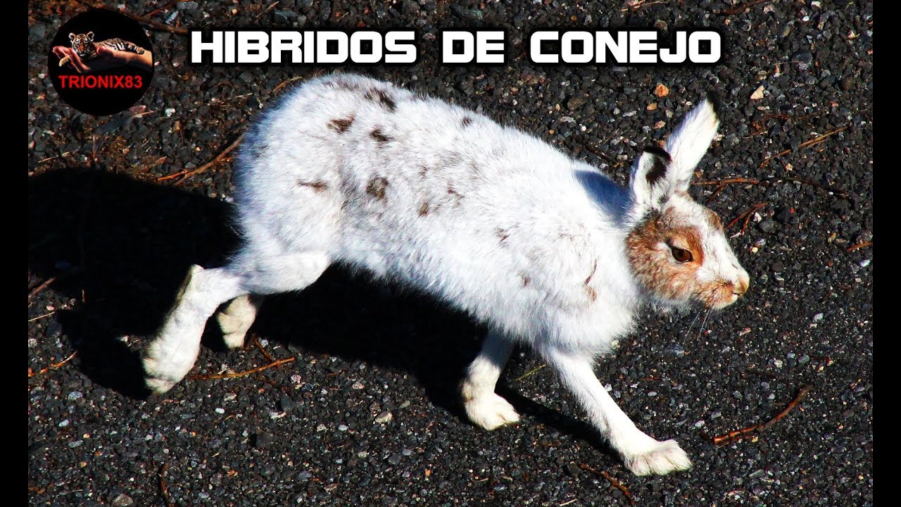 HIBRIDOS DE CONEJO – CONEJO HIBRIDO – Razas de conejo únicas que no sabias que existian