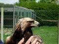 Fieldsports Britain : RSPCA kills an eagle, plus learn ...