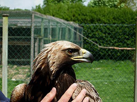 Fieldsports Britain – RSPCA kills an eagle, plus learn to ferret and catch carp – episode 6