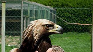 Fieldsports Britain : RSPCA kills an eagle, plus learn to ferret and catch carp (episode 6)