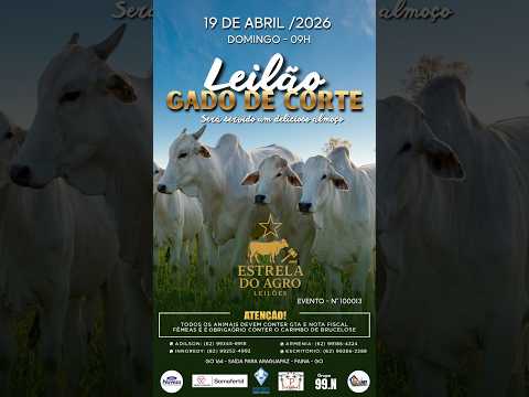 LEILÃO GADO DE CORTE ESTRELA DO AGRO LEILÕES  FAINA-GO 18/04/2026 | Leilão ao Vivo - Leilão de Gado