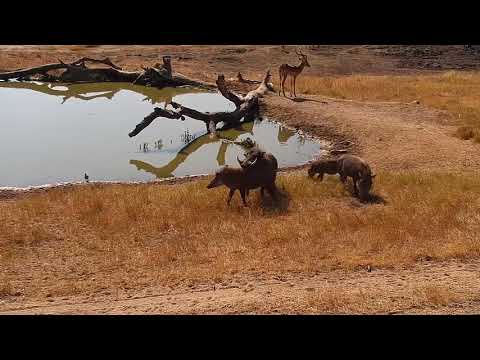 Djuma: Warthogs- Three adults(mating pair) and one young one - 10:58 - 06/27/19