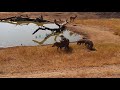 Djuma Warthogs Three Adults Mating Pair And One Young One 10 58 06 27 19
