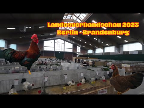 Landesschau  2023 - Rassegeflügel Berlin - Brandenburg in MAFZ Paaren Glien@BobbýsChickenFarm