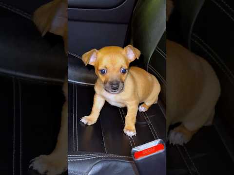 NO ABANDONEN A SUS MASCOTAS 🐶 LOS PERRITOS SON FAMILIA ❤️