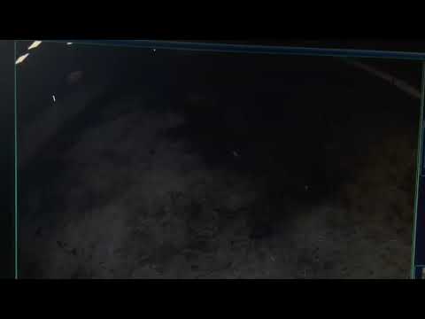 Fohlen2017 Don Juan de Hus x Donnerhall, Fürstenball x San Amour,  Diamond Hit x Royal Hit