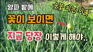 양파밭에 꽃이 보이면 지금 당장 이렇게 해야 양파뽑는이유 양파숫꽃피는이유 양파심는시기 양파크는시기