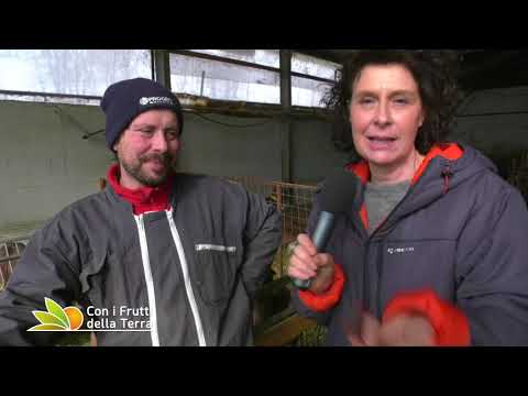 Puntata del 17/2/19 - 1° tranche - Capre camosciate e Borlenghi