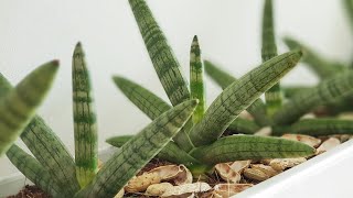 preview picture of video '[ 4K ] Sansevieria boncellensis'