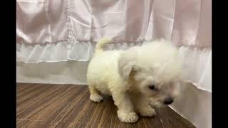 ビションフリーゼの動画01