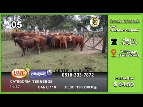 09-04-19 - Venta de Machos - Remate Televisado de UMC & HACIENDAS VILLAGUAY - Entre Ríos