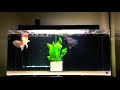 30 Gallon oranda goldfish tank