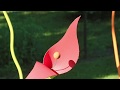 SPROUT INTRO 1