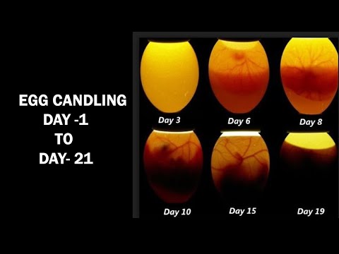 , title : 'Egg Candling Process From Day 1 To 21|Egg Hatching Process|Incubator Result'