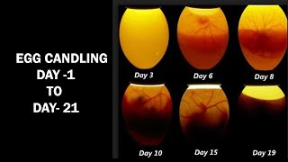 Egg Candling Process From Day 1 To 21|Egg Hatching Process|Incubator Result