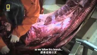 [問卦] 喉返神經 完美證明 演化論？