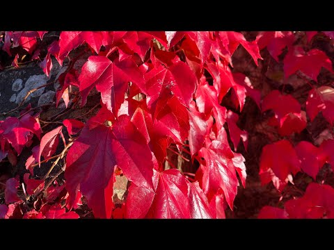 Parthenocissus Tricuspidata Veitchii aka Prettiest Autumn Vine || perennial || 2022