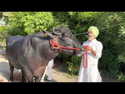 Lakshmi Dairy Farm 🌹🌹 Bull Kohinoor 👍👍 9115804118