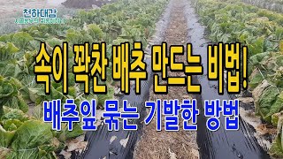 속이 꽉찬 배추 만드는 비법! 배추잎 끈 묶는 방법  김장배추 재배법