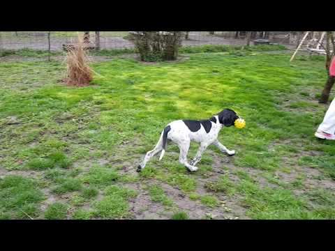 Pointer puppy for sale