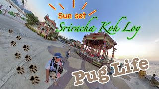 [PUG LIFE/パグ]ラテ＆ミルクと行く！シラチャ ロイ島の夕焼け＊Sunset at Koh Loy Sriracha in Thailand