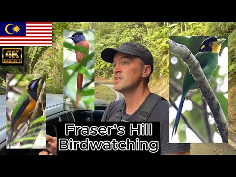 Fraser's Hill. Malaysia Birdwatching part 7. Canon R7 & RF 200-800mm.
